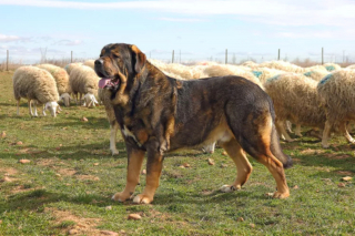 Illustration de l'article : 14 races de chiens taille XXL : les géants au grand cœur et au poil doux