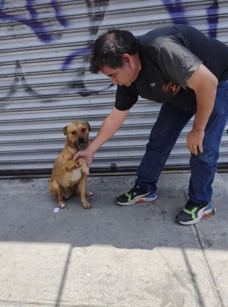 Illustration de l'article : Ce commerçant au grand cœur se lie d’amitié avec un chien errant et s’efforce d’adoucir sa peine 