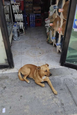 Illustration de l'article : Ce commerçant au grand cœur se lie d’amitié avec un chien errant et s’efforce d’adoucir sa peine 