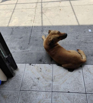 Illustration de l'article : Ce commerçant au grand cœur se lie d’amitié avec un chien errant et s’efforce d’adoucir sa peine 