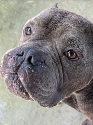 Illustration de l'article : Un chien abandonné plein de reconnaissance remercie ses sauveteurs en témoignant son affection débordante