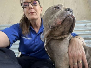 Illustration de l'article : Un chien abandonné plein de reconnaissance remercie ses sauveteurs en témoignant son affection débordante