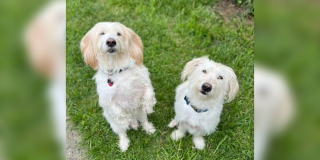 Illustration de l'article : Une femme découvre dans un refuge le jumeau de son chien et décide de l’adopter (vidéo)