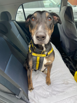 Illustration de l'article : Un chien gâté pour son anniversaire cherche désespérément une maison aimante