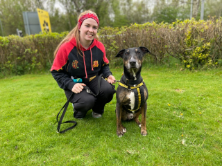Illustration de l'article : Un chien gâté pour son anniversaire cherche désespérément une maison aimante