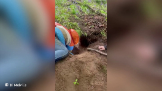 Illustration de l'article : Le parcours du combattant pour sauver Bear, un Cavapoo coincé dans un terrier de renard