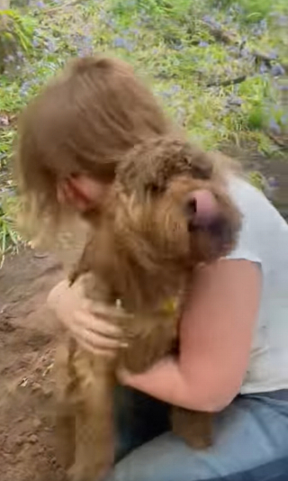 Illustration de l'article : Le parcours du combattant pour sauver Bear, un Cavapoo coincé dans un terrier de renard