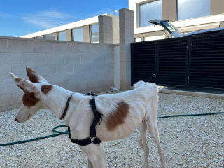 Illustration de l'article : En seulement 20 minutes, cette chienne provoque le chaos et laisse sa propriétaire nettoyer pendant des heures