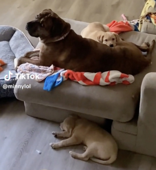Illustration de l'article : En promenant sa chienne à proximité d’une maison abandonnée, cette jeune femme tombe sur deux chiots livrés à eux-mêmes (vidéo)
