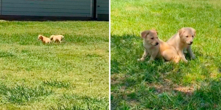 Illustration de l'article : En promenant sa chienne à proximité d’une maison abandonnée, cette jeune femme tombe sur deux chiots livrés à eux-mêmes (vidéo)
