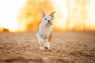 Illustration de l'article : 18 portraits émouvants de chiens réalisés par une photographe passionnée et talentueuse