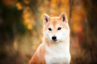 Illustration de l'article : 18 portraits émouvants de chiens réalisés par une photographe passionnée et talentueuse