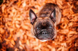 Illustration de l'article : 18 portraits émouvants de chiens réalisés par une photographe passionnée et talentueuse