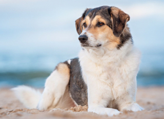 Illustration de l'article : 18 portraits émouvants de chiens réalisés par une photographe passionnée et talentueuse