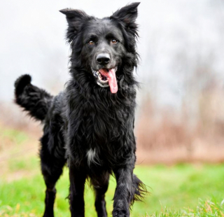 Illustration de l'article : 18 portraits émouvants de chiens réalisés par une photographe passionnée et talentueuse