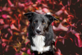 Illustration de l'article : 18 portraits émouvants de chiens réalisés par une photographe passionnée et talentueuse