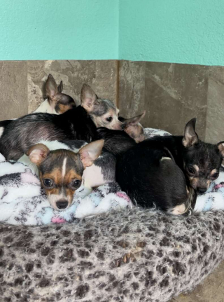 Illustration de l'article : Ces Chihuahuas découvrent l’herbe pour la première fois après leur sauvetage