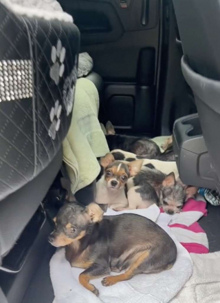 Illustration de l'article : Ces Chihuahuas découvrent l’herbe pour la première fois après leur sauvetage