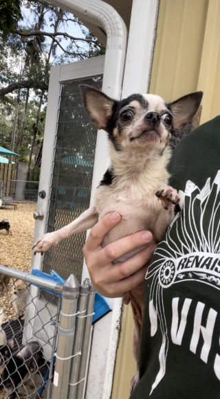 Illustration de l'article : Ces Chihuahuas découvrent l’herbe pour la première fois après leur sauvetage