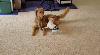 Illustration de l'article : Ces deux chiens se soutiennent dans toutes les épreuves difficiles que la vie leur inflige  