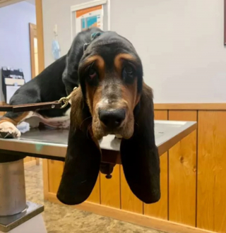 Illustration de l'article : 14 photos révélant le charme irrésistible des chiens aux grandes oreilles