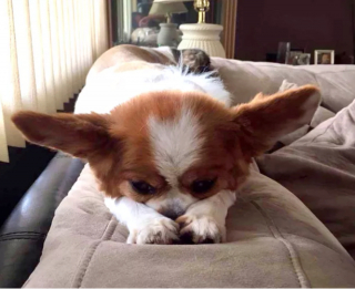 Illustration de l'article : 14 photos révélant le charme irrésistible des chiens aux grandes oreilles