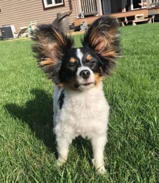 Illustration de l'article : 14 photos révélant le charme irrésistible des chiens aux grandes oreilles