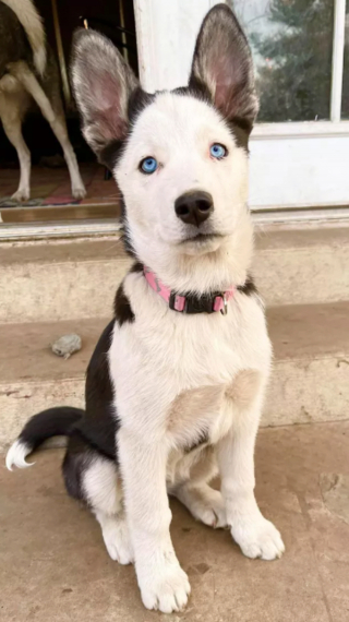 Illustration de l'article : 14 photos révélant le charme irrésistible des chiens aux grandes oreilles