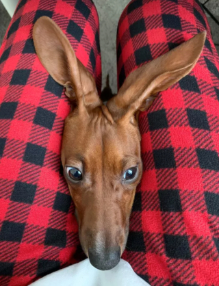 Illustration de l'article : 14 photos révélant le charme irrésistible des chiens aux grandes oreilles