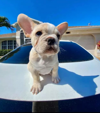 Illustration de l'article : 14 photos révélant le charme irrésistible des chiens aux grandes oreilles