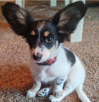 Illustration de l'article : 14 photos révélant le charme irrésistible des chiens aux grandes oreilles