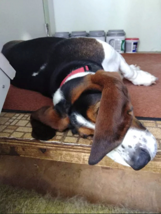 Illustration de l'article : 14 photos révélant le charme irrésistible des chiens aux grandes oreilles