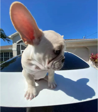 Illustration de l'article : 14 photos révélant le charme irrésistible des chiens aux grandes oreilles