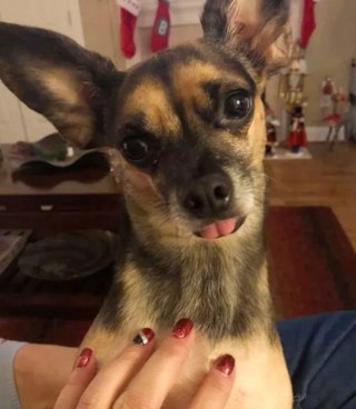 Illustration de l'article : 14 photos révélant le charme irrésistible des chiens aux grandes oreilles