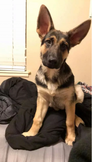 Illustration de l'article : 14 photos révélant le charme irrésistible des chiens aux grandes oreilles