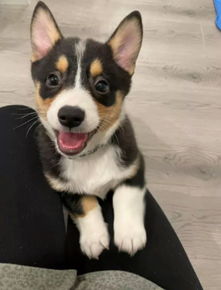 Illustration de l'article : 14 photos révélant le charme irrésistible des chiens aux grandes oreilles