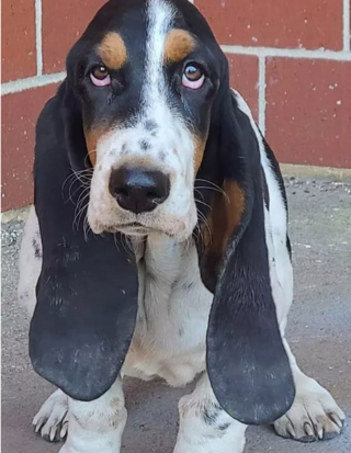 Illustration de l'article : 14 photos révélant le charme irrésistible des chiens aux grandes oreilles