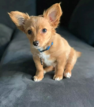 Illustration de l'article : 14 photos révélant le charme irrésistible des chiens aux grandes oreilles