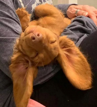 Illustration de l'article : 14 photos révélant le charme irrésistible des chiens aux grandes oreilles