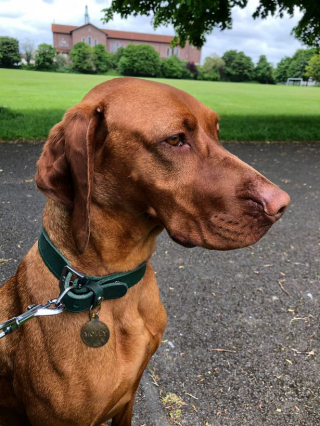 Illustration de l'article : Un couple sur le qui-vive après l'essai d'enlèvement de leur chienne adoptive, Molly