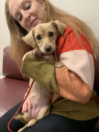 Illustration de l'article : Des propriétaires irresponsables décident d’abandonner leur chien en l’attachant à une bouche d'incendie