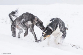 Illustration de l'article : 11 photos soulignant l'élégance naturelle et le charme athlétique du Greyhound