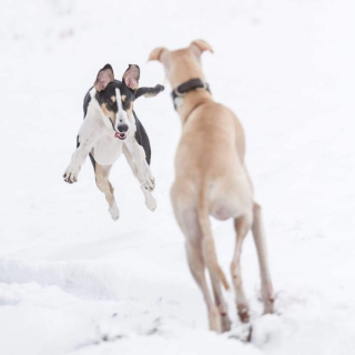 Illustration de l'article : 11 photos soulignant l'élégance naturelle et le charme athlétique du Greyhound