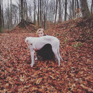 Illustration de l'article : 11 photos soulignant l'élégance naturelle et le charme athlétique du Greyhound