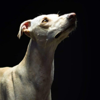 Illustration de l'article : 11 photos soulignant l'élégance naturelle et le charme athlétique du Greyhound