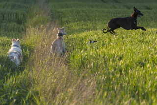 Illustration de l'article : 11 photos soulignant l'élégance naturelle et le charme athlétique du Greyhound