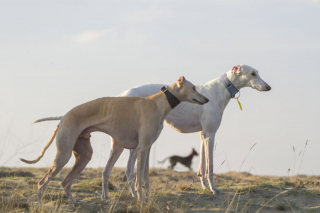 Illustration de l'article : 11 photos soulignant l'élégance naturelle et le charme athlétique du Greyhound