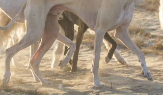 Illustration de l'article : 11 photos soulignant l'élégance naturelle et le charme athlétique du Greyhound