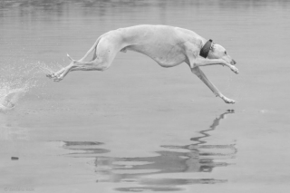 Illustration de l'article : 11 photos soulignant l'élégance naturelle et le charme athlétique du Greyhound