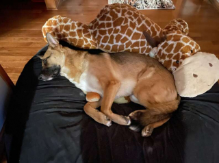 Illustration de l'article : Quand un simple morceau de baguette de pain devient le doudou préféré d'un chien